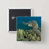 Die Meeresschildkröte (Chelonia mydas) ist die zwe Button (Vorne & Hinten)