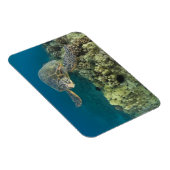 Die Meeresschildkröte (Chelonia mydas) ist die zwe Magnet (Rechte Seite)