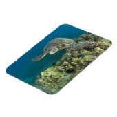 Die Meeresschildkröte (Chelonia mydas) ist die zwe Magnet (Linke Seite)