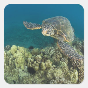 Die Meeresschildkröte (Chelonia mydas) ist die zwe Quadratischer Aufkleber