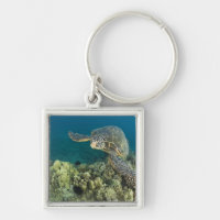 Die Meeresschildkröte (Chelonia mydas) ist die zwe