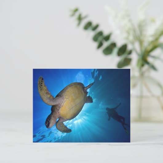 Die Meeresschildkröte und der Taucher Postkarte (Stehend Vorderseite)