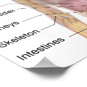 Die menschliche Anatomie Poster (Ecke)