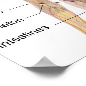 Die menschliche Anatomie Poster (Ecke)
