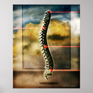 Die menschliche Wirbelsäule Poster