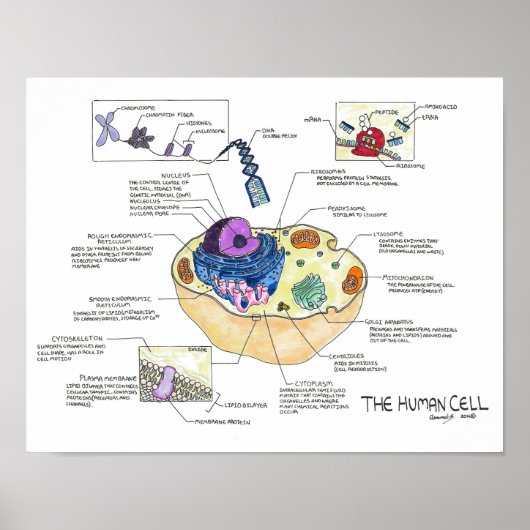 Die menschliche Zelle Poster (Vorne)