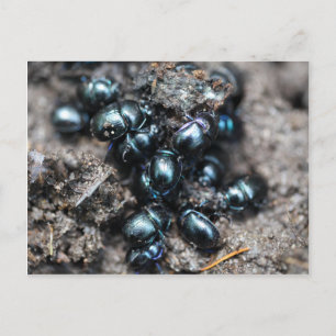 Die Mistkäfer Anoplotrupes stercorosus Postkarte