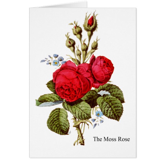 Die Moss-Rose - Vintage Kunst (Vorne)