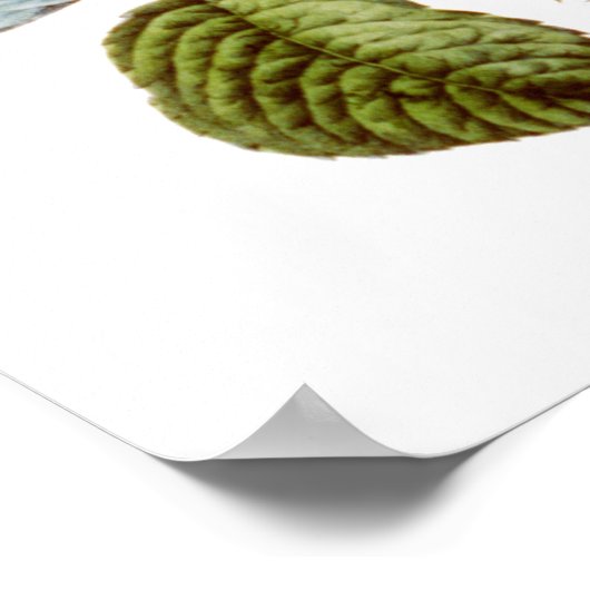 Die Moss-Rose - Vintage Kunst Poster (Ecke)