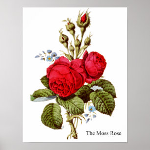 Die Moss-Rose - Vintage Kunst Poster