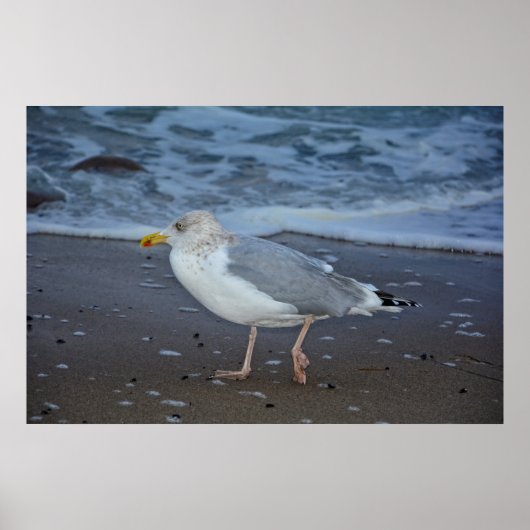 Die Möwe Poster (Vorne)