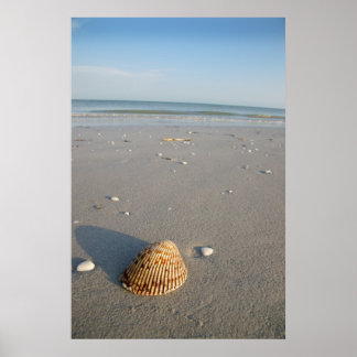 Die Muschel Poster