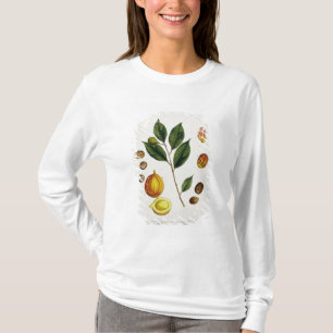 Die Muskatnuss, überziehen 353 von "einem T-Shirt