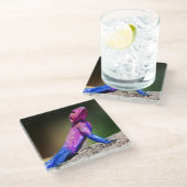 Die Mwanza flachköpfige Dickzungeneidechse auf Glasuntersetzer (Schrägansicht)