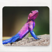 Die Mwanza flachköpfige Dickzungeneidechse auf Mousepad (Vorne)