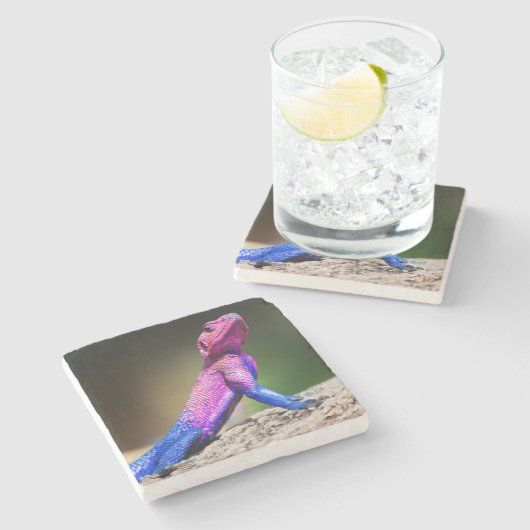 Die Mwanza flachköpfige Dickzungeneidechse auf Steinuntersetzer (Seitenansicht)