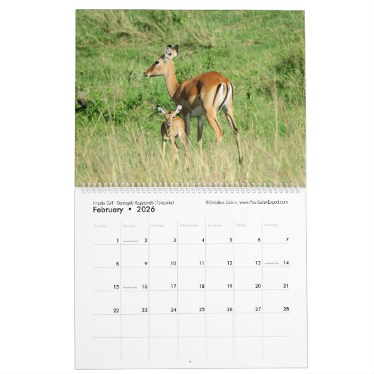 Die nächste Generation (afrikanische Tiere) (zwei  Kalender (Feb 2026)