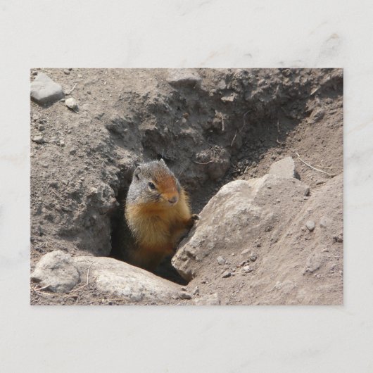 Die Nagetierkreatur entsteht Postkarte (Vorderseite)