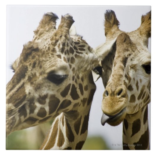 Die Namensgiraffe wird vom arabischen Wort Fliese (Vorderseite)