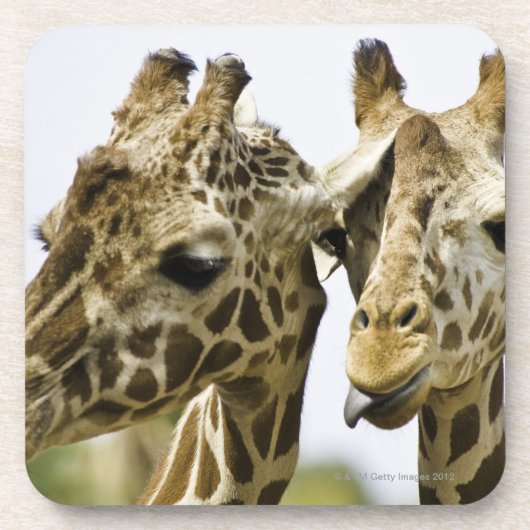 Die Namensgiraffe wird vom arabischen Wort Getränkeuntersetzer (Vorderseite)