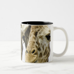Die Namensgiraffe wird vom arabischen Wort Zweifarbige Tasse