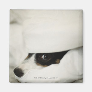 Die Nase des Hundes, die heraus von der Bettwäsch Magnet