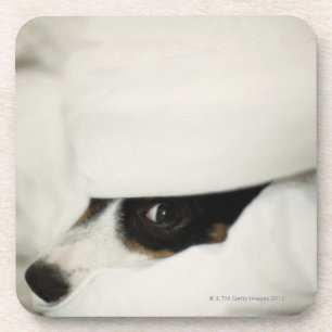 Die Nase des Hundes, die heraus von der Bettwäsch Untersetzer