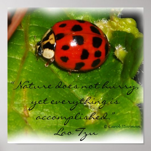 Die Natur hasst Poster nicht (Vorne)