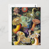 Die Natur von Ernst Haeckel Postkarte (Vorne/Hinten)