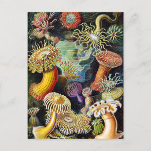 Die Natur von Ernst Haeckel Postkarte