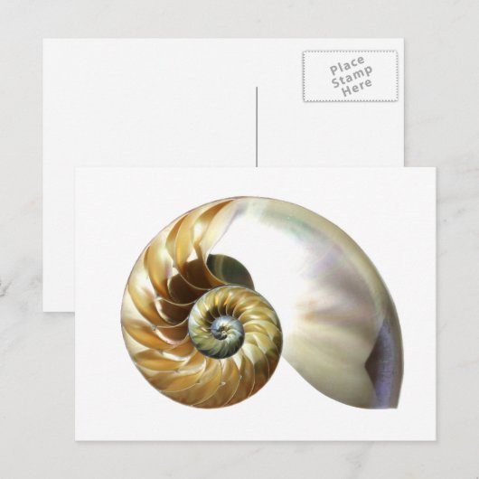 Die Nautilus-Muschel Postkarte (Vorne/Hinten)