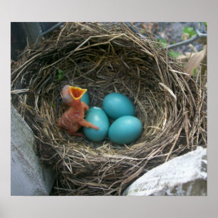 Die neue Ankunft im Frühling Poster