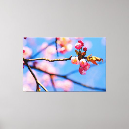 Die neugeborenen Sakura-Blume und der blaue Frühli Leinwanddruck (Vorderseite)