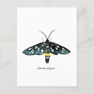 Die neunGepunktete Moth Amata phegea Illustration Postkarte