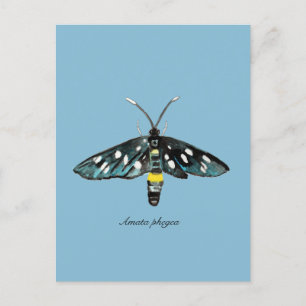 Die neunGepunktete Moth Amata phegea Illustration Postkarte