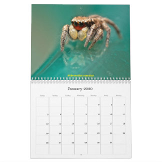 Die Niedlichsten Springspinnen Kalender