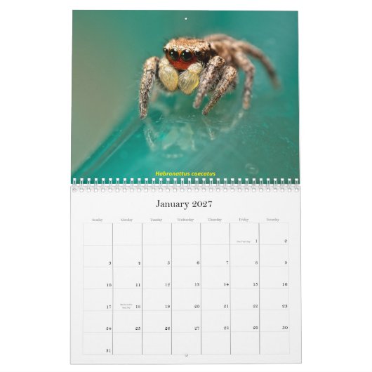 Die Niedlichsten Springspinnen Kalender (Jan 2027)