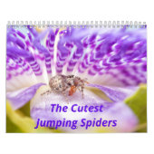 Die Niedlichsten Springspinnen Kalender (Titelbild)
