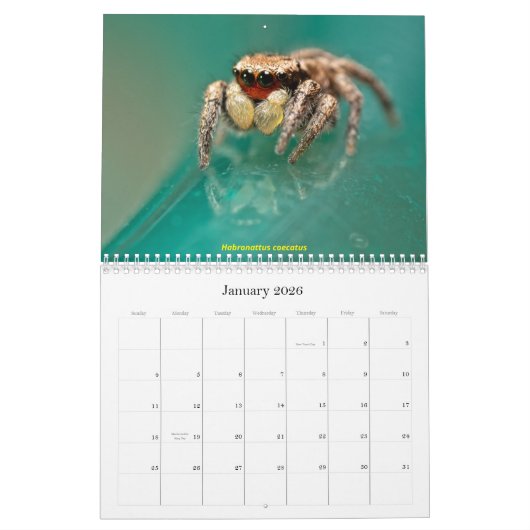 Die Niedlichsten Springspinnen Kalender (Jan 2026)