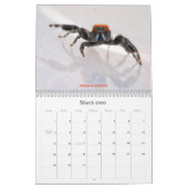 Die Niedlichsten Springspinnen Kalender (Mär 2026)