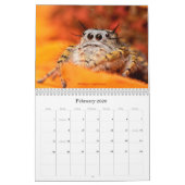 Die Niedlichsten Springspinnen Kalender (Feb 2026)