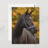 Die nobelarabischen postkarte (Vorne/Hinten)