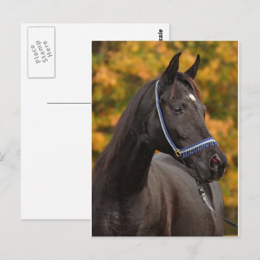 Die nobelarabischen postkarte (Vorne/Hinten)