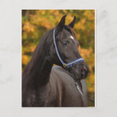 Die nobelarabischen postkarte (Vorderseite)