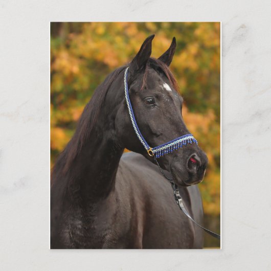 Die nobelarabischen postkarte (Vorderseite)