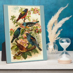 Die nordamerikanische Vogelwelt, Gustav Mü tzel Fotoplatte