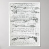 Die oberste Extremität, Leonardo da Vinci Poster (Vorne)