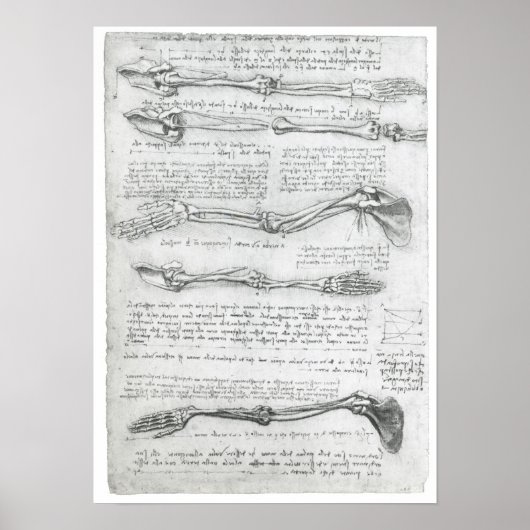 Die oberste Extremität, Leonardo da Vinci Poster (Vorne)
