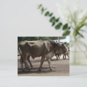 Die Ochsen Postkarte (Stehend Vorderseite)