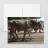 Die Ochsen Postkarte (Vorne/Hinten)